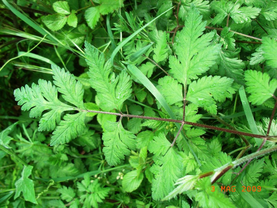 cfr. Anthriscus sylvestris